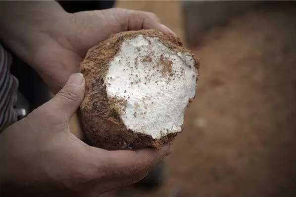 茯苓干燥易碎裂吸濕怎么辦?茯苓烘干機助力企業規模化生產! 茯苓干燥易碎裂吸濕怎么辦?茯苓烘干機助力企業規模化生產!