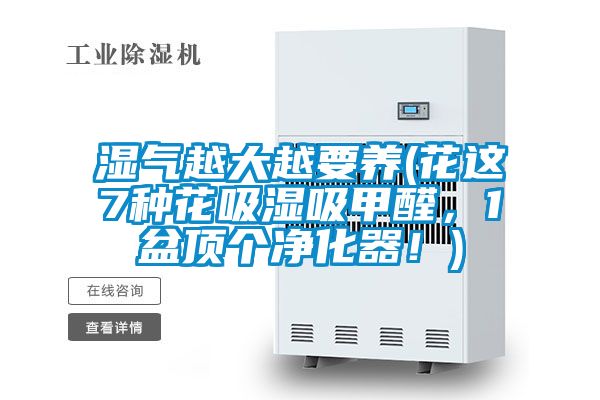 濕氣越大越要養(yǎng)(花這7種花吸濕吸甲醛，1盆頂個凈化器！)